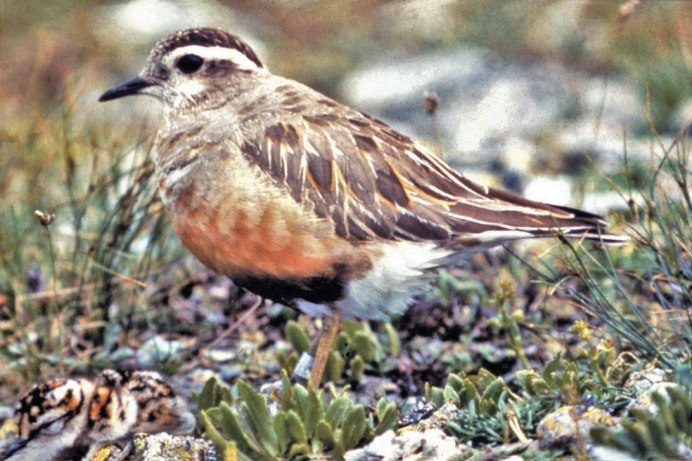 Eudromias morinellus