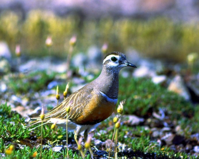 Хрустан – Eudromias morinellus