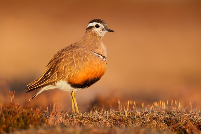 Phegornis mitchellii