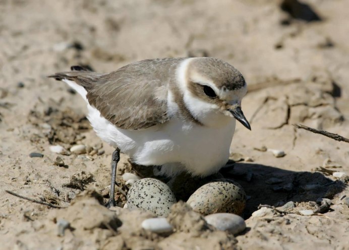 Grey Plover