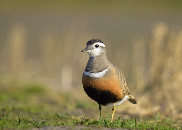 Хрустан – Eudromias morinellus