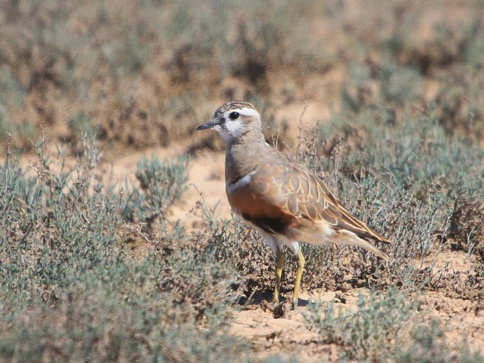 Хрустан – Eudromias morinellus