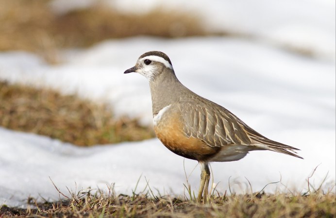 Хрустан Charadrius morinellus