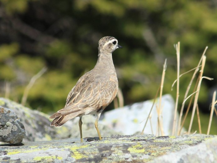 Хрустан Charadrius morinellus