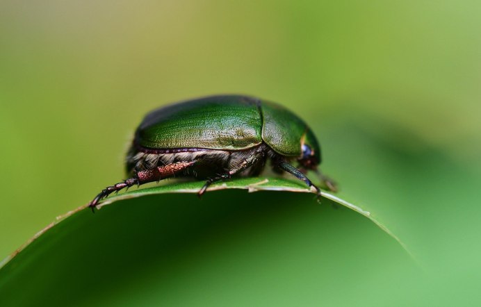 Scarab Beetle Photography