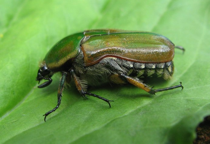 Tropinota hirta