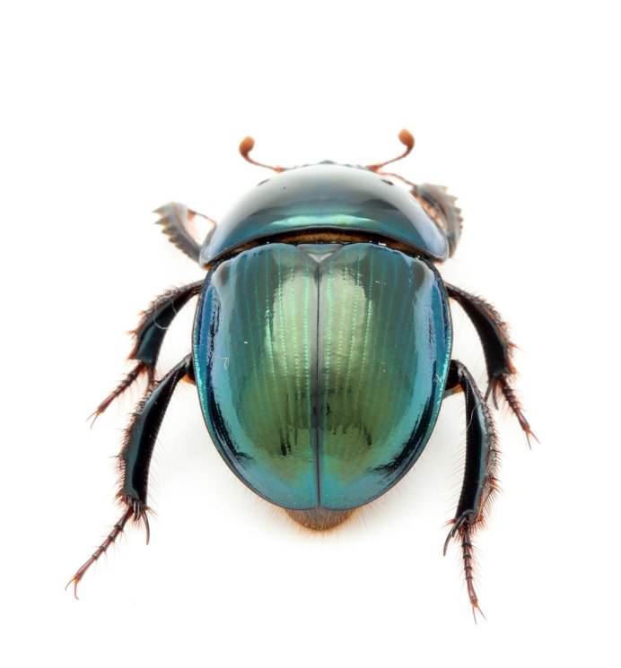 Torynorrhina flammea