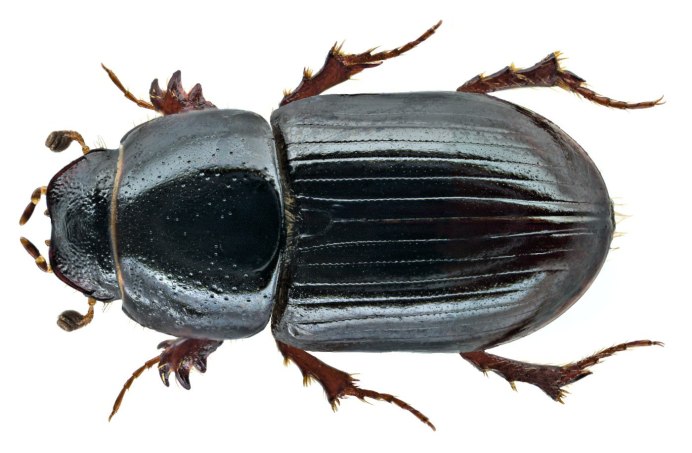 Жук Chrysina resplendens