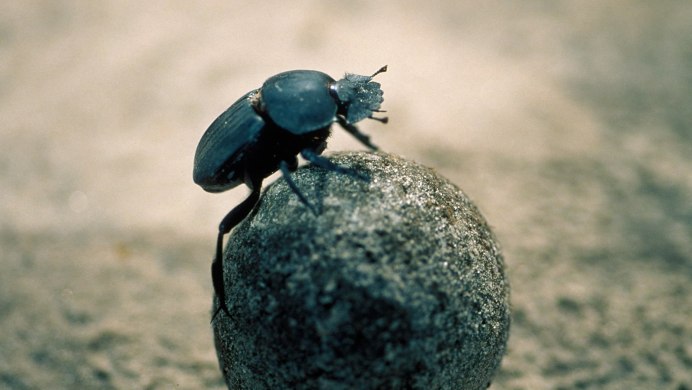 Phanaeus Жук