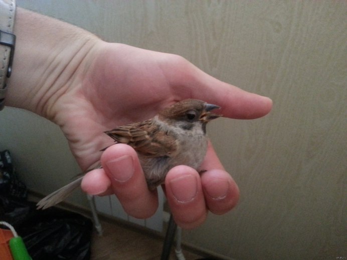 Жаворонок и Воробей
