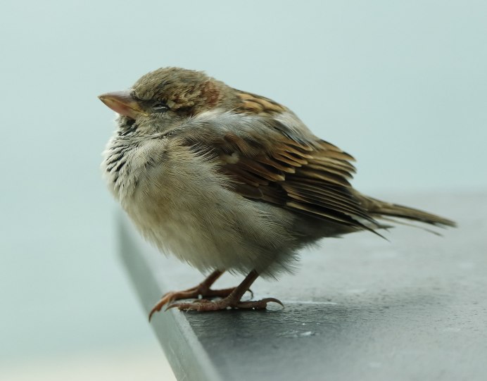 Овсянка-крошка (Ocyris pusilla).