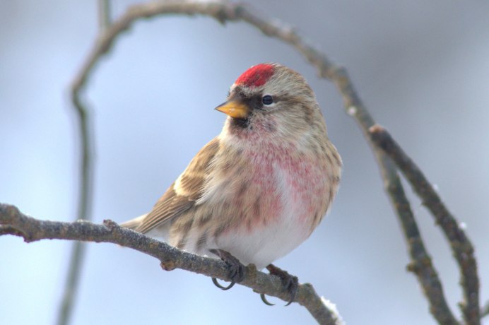 Чечётка (обыкновенная чечётка) (Acanthis flammea (Carduelis flammea))