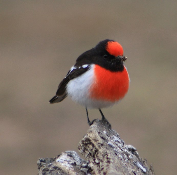 Большая чечевица (Carpodacus rubicilla)