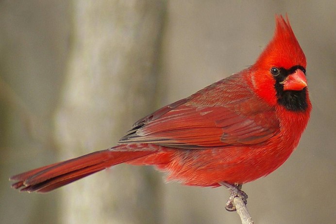 Campephilus magellanicus
