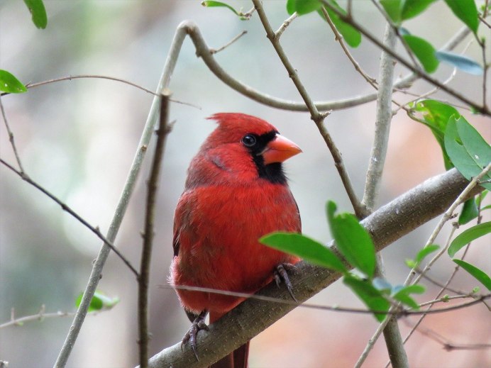 Сибирская чечевица (Carpodacus roseus (Pall.)