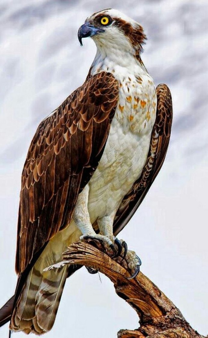 Скопа (Pandion haliaetus)