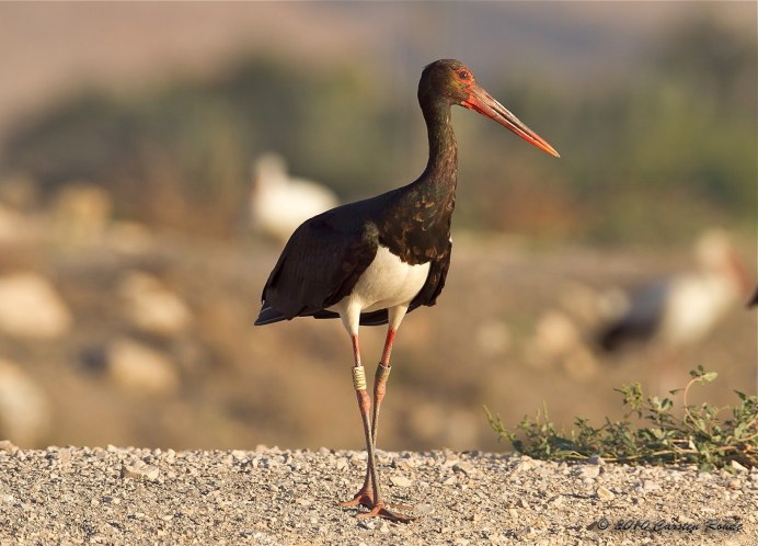 Черный Аист (Ciconia nigra)
