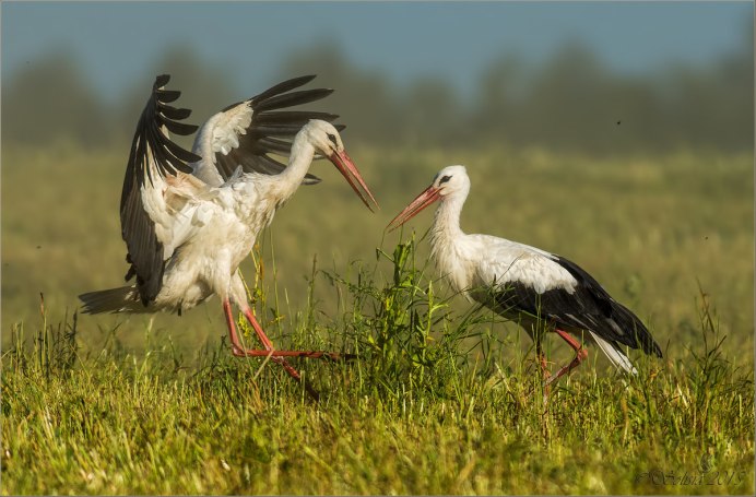 Белый Аист (Ciconia Ciconia) в красной книге