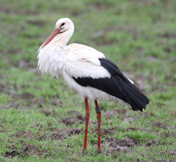 Ciconia Ciconia