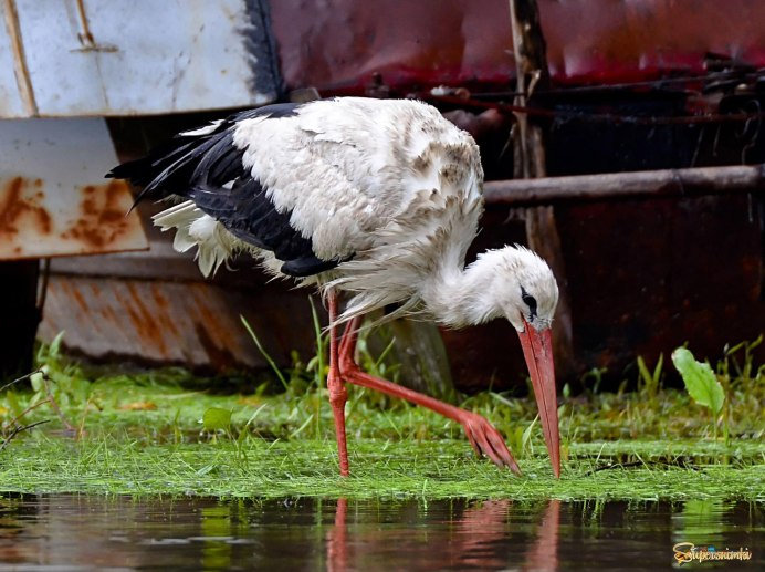 Ciconia Ciconia