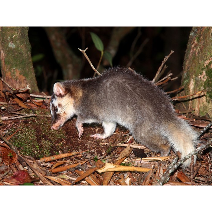 Melogale moschata
