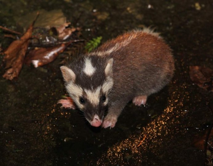 Melogale moschata