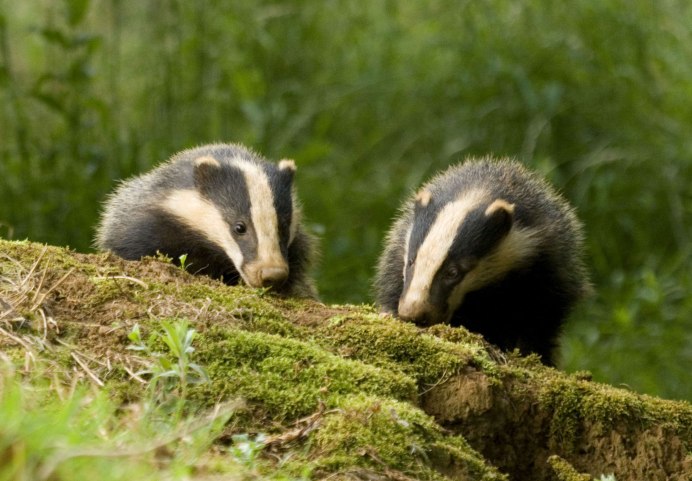 Badger 217