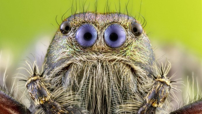 Spider Eyes upclose