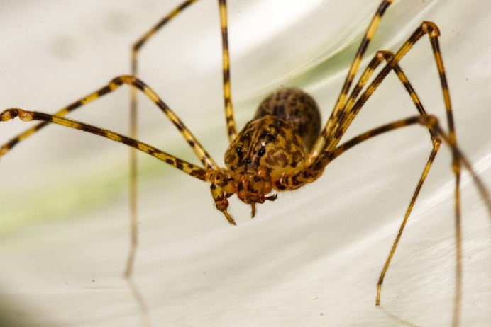 Scytodes pallida паук