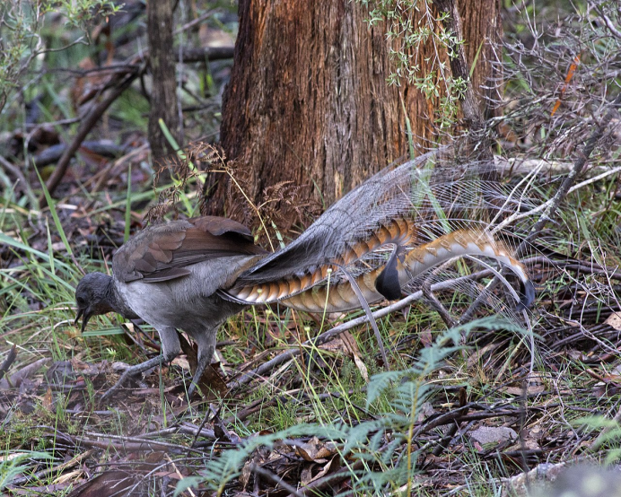 Ahern Cecelia "Lyrebird"