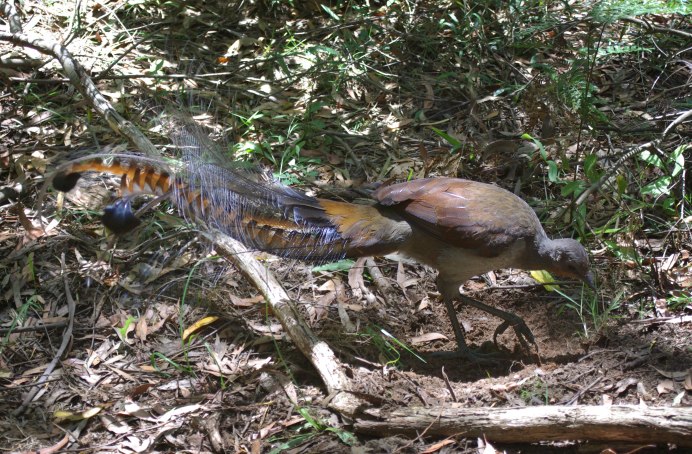 Paradisaea Raggiana