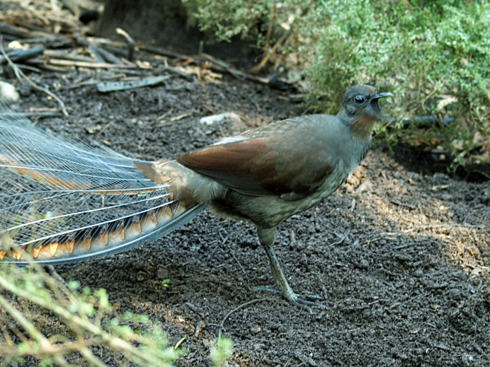 Menura novaehollandiae