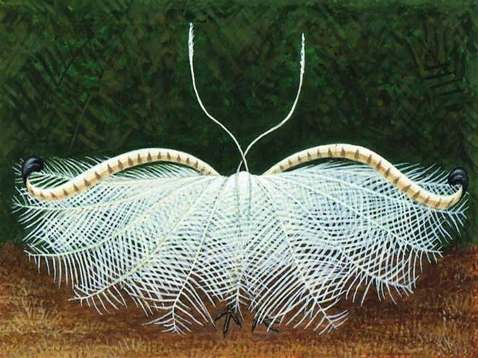 Лирохвост рисунок
