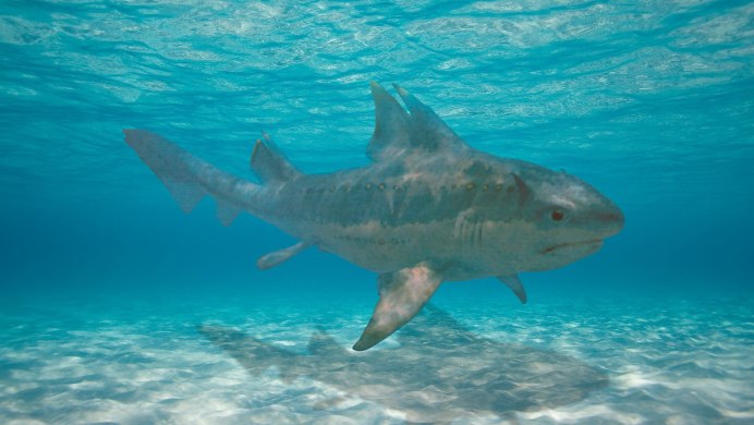 Акулы Hybodus