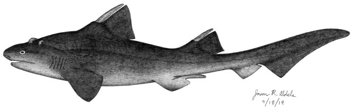 Прогулки с морскими чудовищами Гибодус