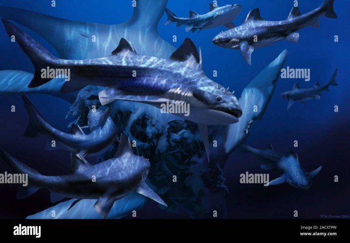 Акулы Hybodus
