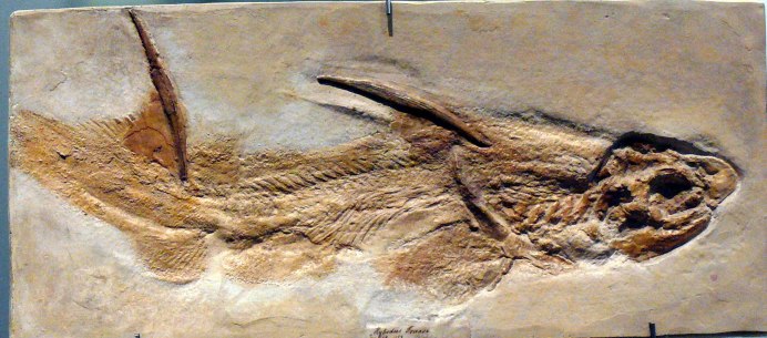 Акулы (Selachomorpha