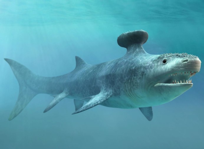 Стетекантов (Stethacanthus),