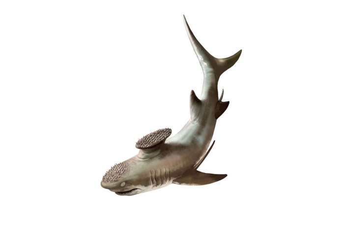 Стетекантов (Stethacanthus),