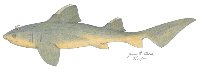 Акулы Hybodus