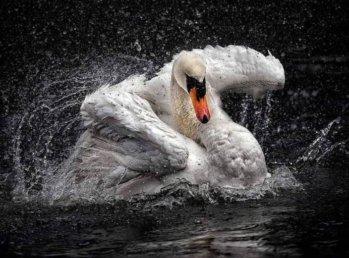 Лебедь в брызгах воды