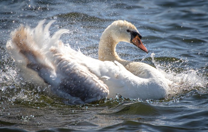 Фото белого лебедя на воде