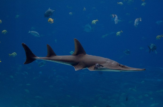 Rhinobatos Rhinobatos