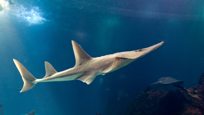 Shark fin guitarfish