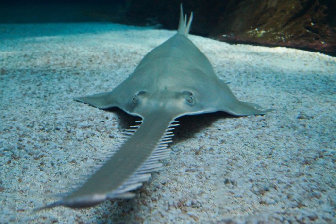 Акулохвостый Скат (Rhynchobatus djiddensis)
