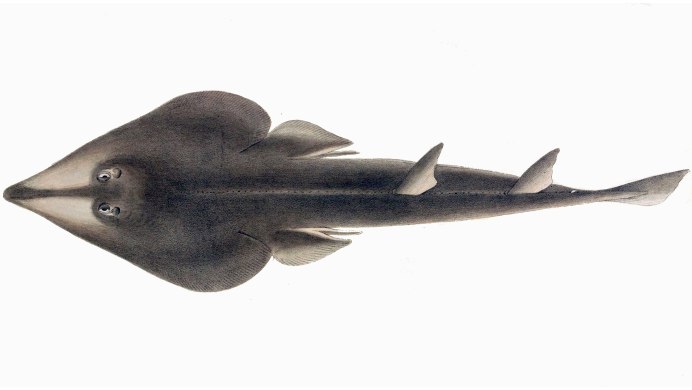 Акулохвостый Скат (Rhynchobatus djiddensis)