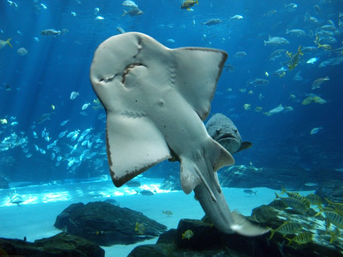 Rhinobatos Rhinobatos