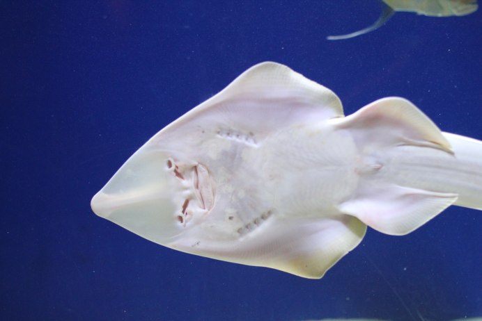 Under the Ocean Stingray