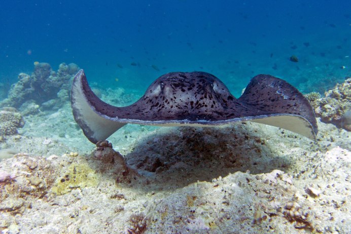 Rhinobatos Rhinobatos