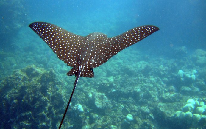 Rhinobatos Rhinobatos